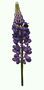 Гілка темно-фіолетових квітів