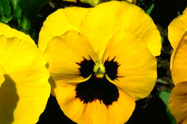 Violeta, amarillo, morado oscuro, con el corazón. [] > Flores -2 > Flores >  Naturaleza > MUNDIAL DE FOTOS” style=”width:100%”><figcaption style=