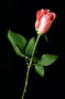 Троянда алая з металеві блиском на довжиною ніжці.
