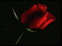 Троянда темно-бордового на чорному тлі.