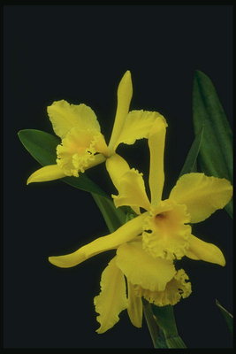 Orquídies de sol groc.