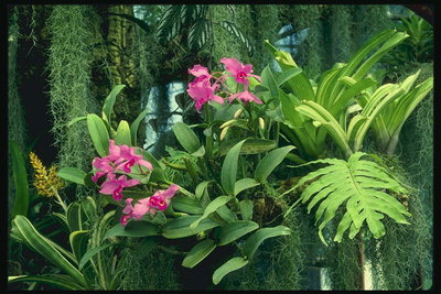 Hivernacle en l\'estil tropical: arbust d\'orquídies, palmeres, falgueres.