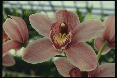 Pink orkidej ma round truf tal-petali.