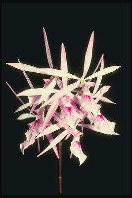 Orchid roża ma twil petali, simili għall-mitħna.