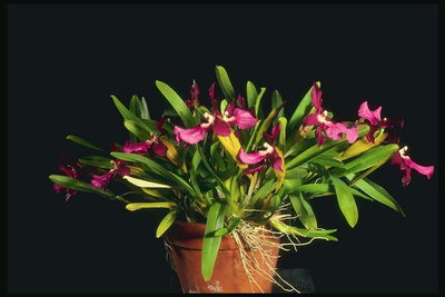 Olla de rosa orquídies.