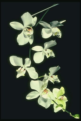La branca d\'orquídies blanques, amb tiges primes