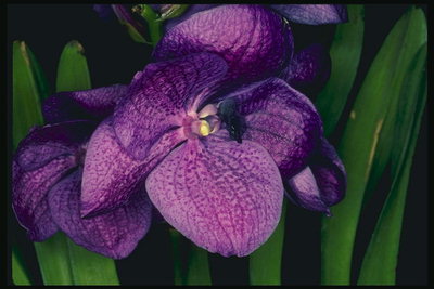 Світло-фиолетовая орхідея.