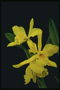 Орхідея сонячно-жовта.