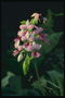 Гілка орхідеї рожевого тону, квіти з трьох пелюсток.