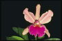 Блідо-рожевий орхідея на чорному тлі.