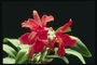 Гілка орхідеї червоною з довгасті пелюстками і довгими блискучими листки.
