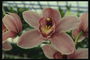 Рожеві орхідеї з круглими краями пелюсток.