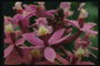 Розовая орхидея з хвилястою серцевиною.