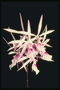 Орхідея рожева з довгими пелюстками, схожа на млин.