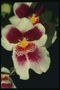 Квіти орхідеї у біло-червоному тоні.