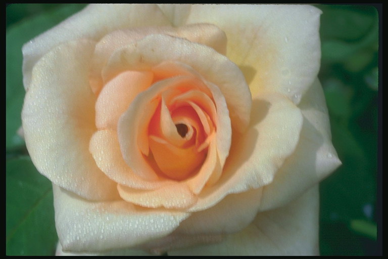 Кремового відтінку троянда.