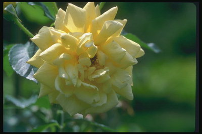 Троянда блідо-жовта, з гострими пелюстками.