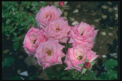 Кущ троянд, з гострими Кручених пелюстками.