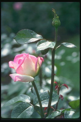 Buds roz şi trandafiri albi.