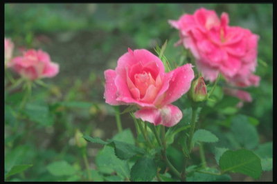 Рожевого тону троянди, з рвані краями пелюсток.