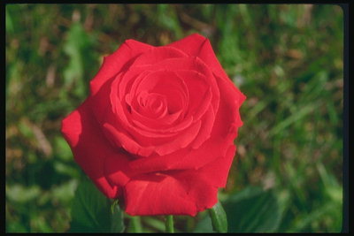 الورود الحمراء المخملية.