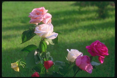 Trandafiri. Diferite nuante de culori-roşu, roşu-aprins, de culoare roz.