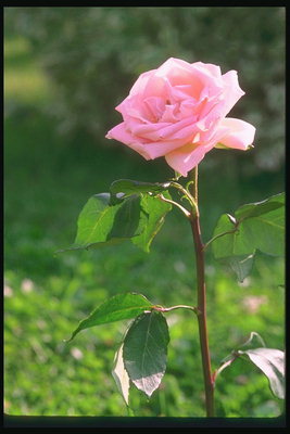 Троянда рожевого відтінку на товстій ніжці з маленькими салатовим листки.