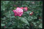 Рожева троянда з червоним відтінком.