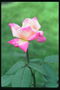 Блідо-рожевий троянда на товстій ніжці.
