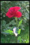 Троянда червона з великими хвилястих пелюстками, на товстій, довгій ніжці.