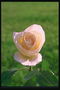 Кремово-рожева троянда.