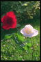 Композиція червоною і блідо-рожевою троянд.