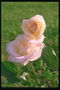 Бутони троянд ніжно-рожевого відтінку.