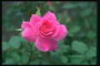 Роза яскраво-рожевий з хвилястих пелюстками.