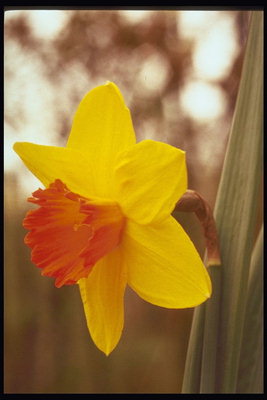 Narcissus चमकीले पीले