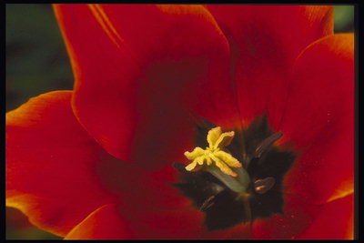 Crveni tulipan.