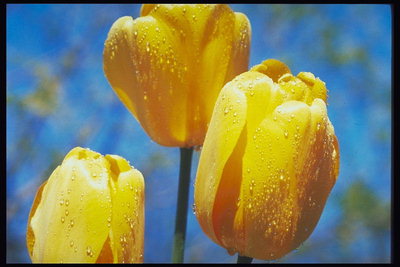 צהוב tulips ב טיפות של טל.