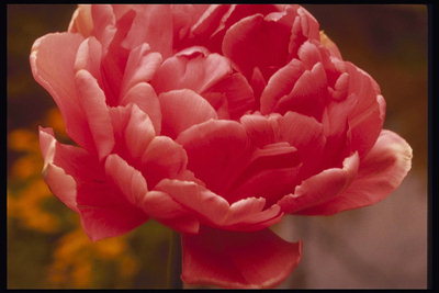 Tulip roşu rotund rupt petalele.