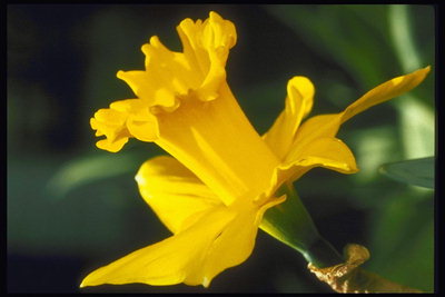 Сонячно-жовтий тюльпан на тонкій ніжці.