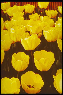 Yellow tulpes ar plašu apaļas ziedlapiņām.