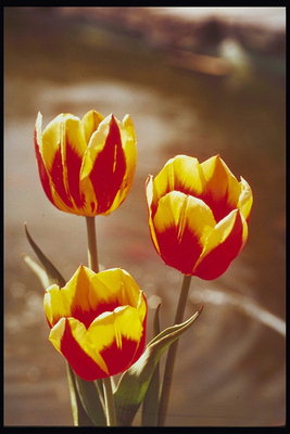Sarkanais tulpes ar dzeltenu malu