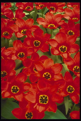 Plamen-crveni tulipani s velikim oštrim latice
