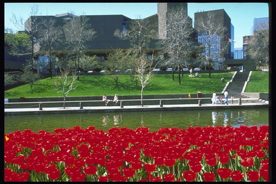 Park. Rote Tulpen am Ufer des Flusses
