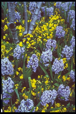 Purple un dzeltenas puķes