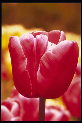 Pink Tulip oţel straluceasca