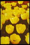 Жовті тюльпани з широкими круглими пелюстками.