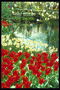 Весняна композиція. Річка, нарциси та червоні тюльпани