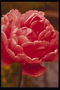 Темно-рожеві тюльпани з рвані краями пелюсток