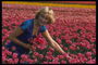 Дівчина в полі рожевих тюльпанів