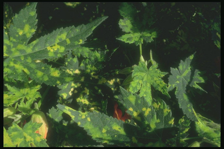 Гілка кленові листків в салатовим плямочки